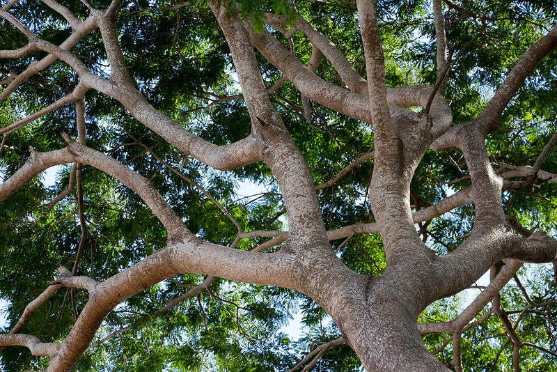 Raintree - Oak For Less® Furniture